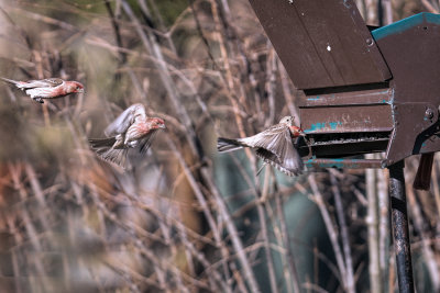 Sequence to the feeder