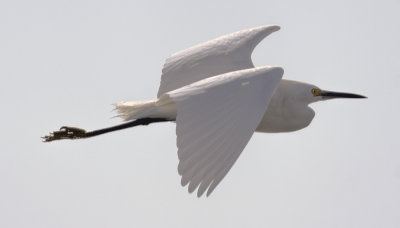 Egret Flight