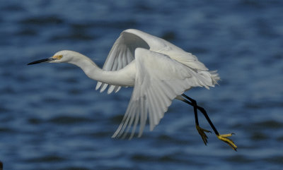 Egret Flight