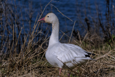 Snow Goose