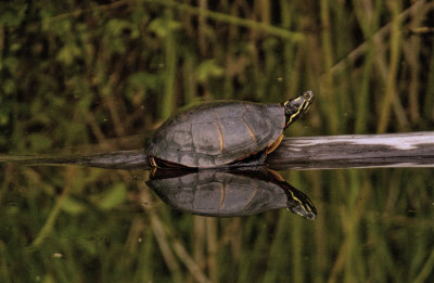 Turtle Reflection