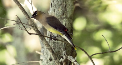 Cedar Waxwing