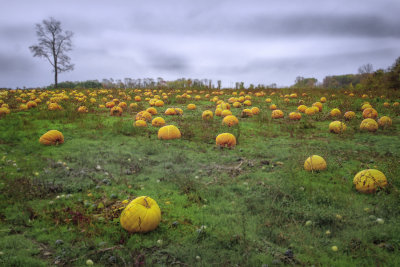 Forgotten Pumpkins