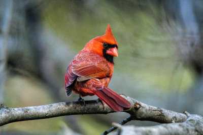 Male Cardinal.