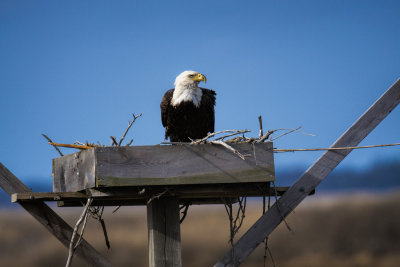 Eagle in Osprey Nest.