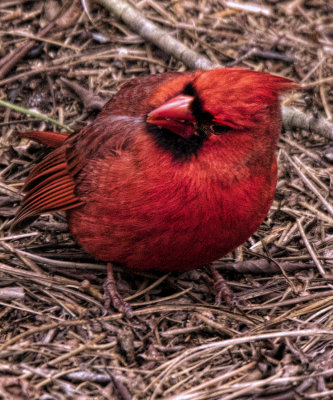 Cardinal.