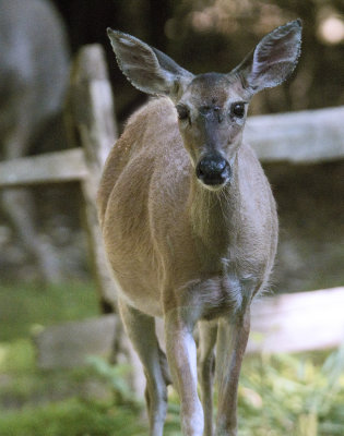 Deer  Stare