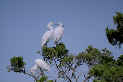 Egrets in a tree