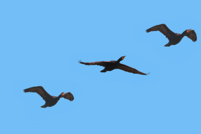 Cormorant Flight