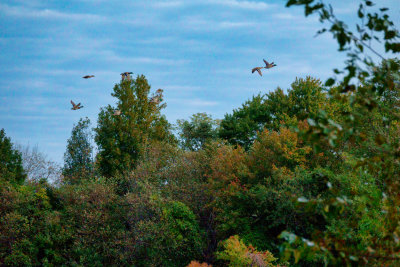 Ducks over Thompson Park