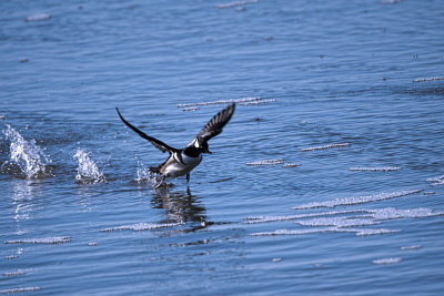 Hooded_merganser.jpg