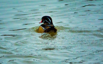 Wood Duck