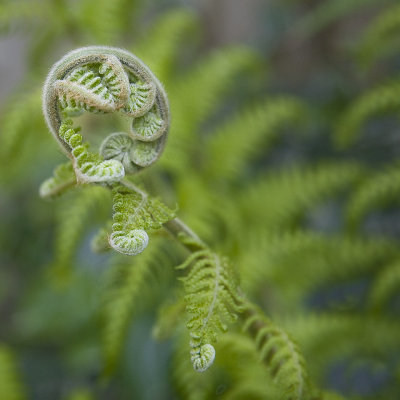 My tree fern