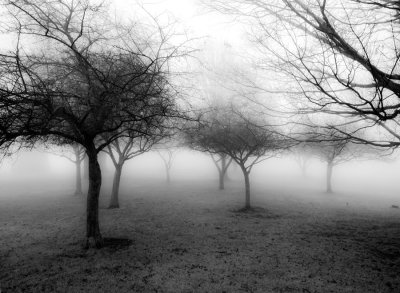 Little-Fog-Trees751_8722-1.jpg