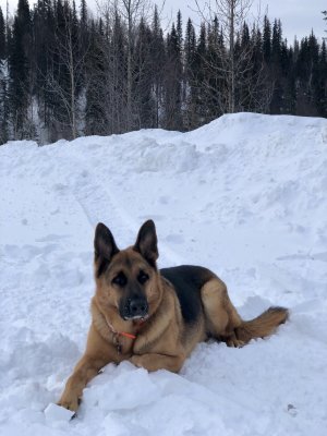 Moses Outside Talkeetna March 10, 2018
