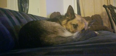 Kat Nap