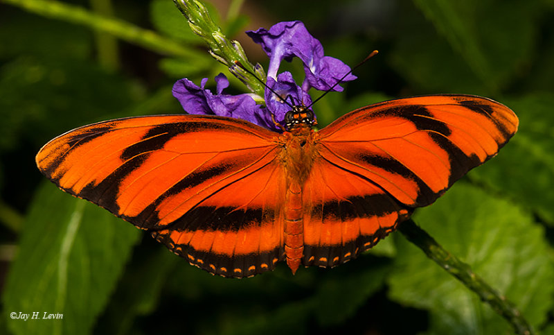 Orange Tiger