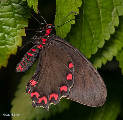 Montezuma's Cattleheart