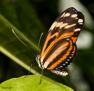 Tiger Heliconian or Tiger-Striped Longwing