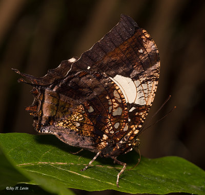 Marbled Leafwing