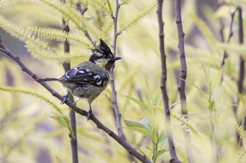 Black lored tit