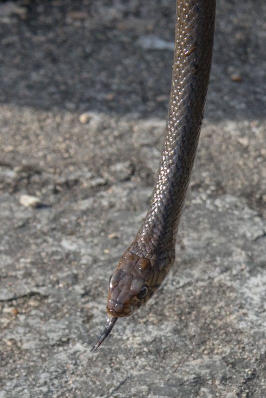 Rat Snake