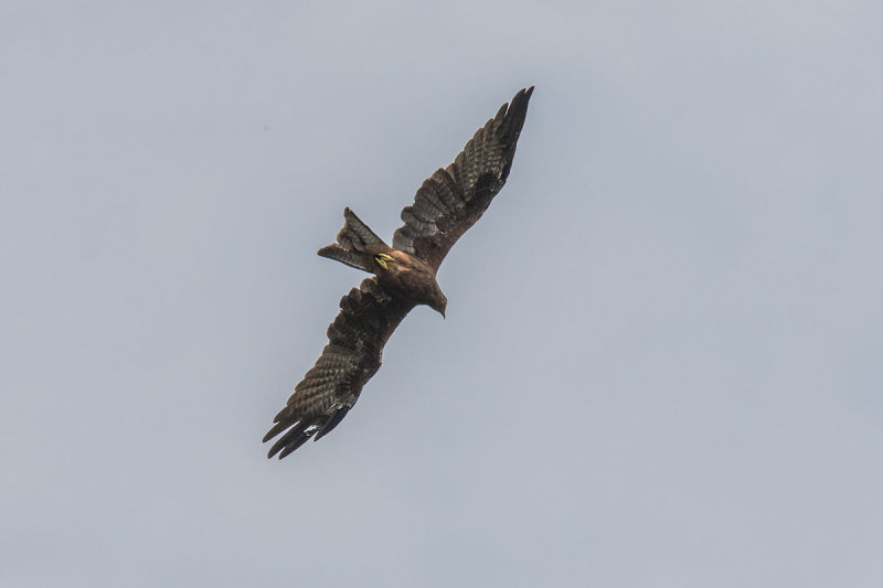 Black Kite