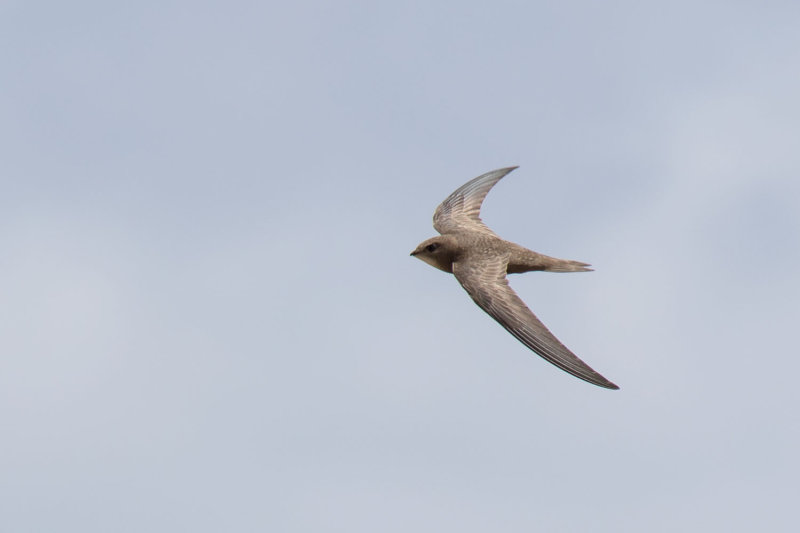 Pallid Swift