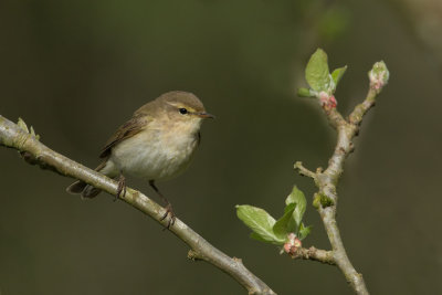 Chiffchaff