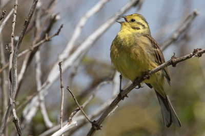 Yellowhammer