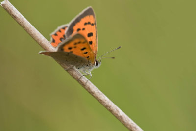 Small Copper