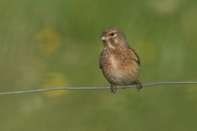 Linnet