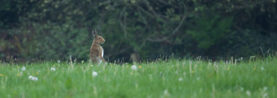 Hare