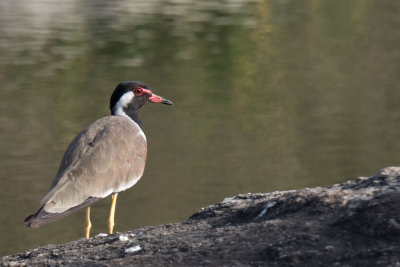 Red wattled Plover
