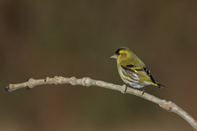 Siskin