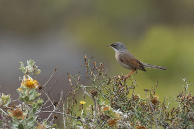Spectacled Warbler 