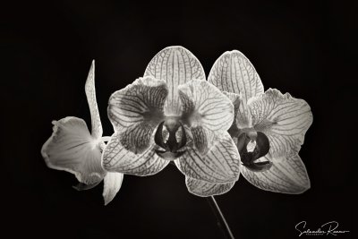 Phalaenopsis hbrida