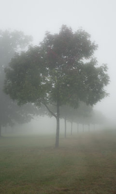 07. Fog