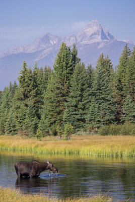 02. Teton Moose.jpg