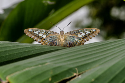 Insectes