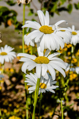 g10/07/1118007/3/166465584.ygF5VMBO.jpg