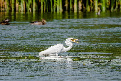 Oiseaux 2