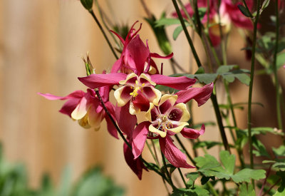 Aquilegia.