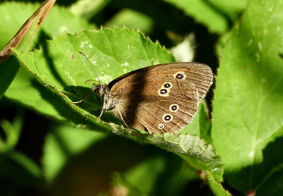 Ringlet.