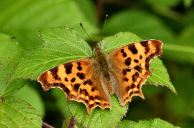 Comma.