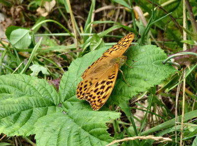 Silver-washed Fritillary.