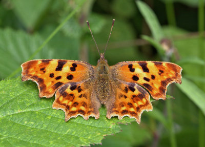 Comma.