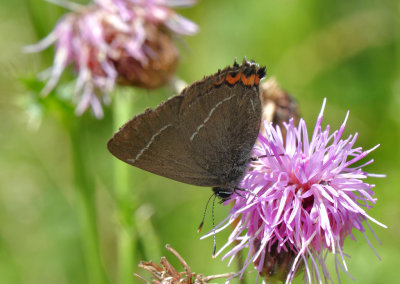 White-letter Hairstreak.