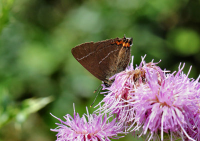 White-letter Hairstreak.