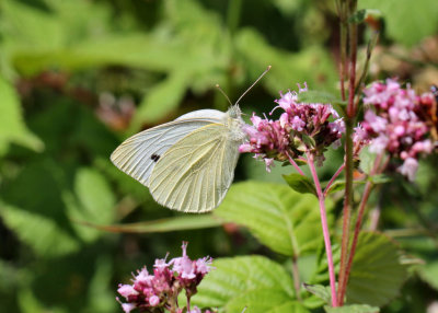 Small White.